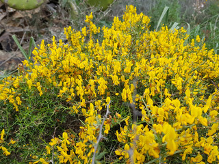 Ginestra selvatica
