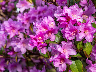 Bewimperte Alpenrose in der Blüte