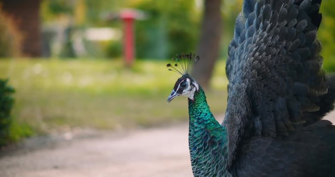 Close up of adult peahen (female peacock), green bokeh background. BMPCC 4K