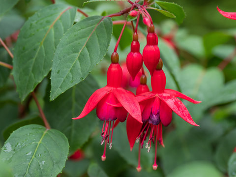 Blooming Fuchsia after rain. Close up photo of red flowers with raindrops on leaves and petals.
