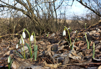 Snowdrop Galanthus belongs to the first flowers of spring.