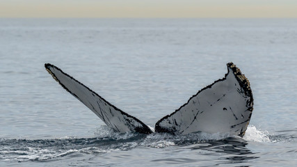 Fototapeta premium A diving Humpback Whale and its fluke 