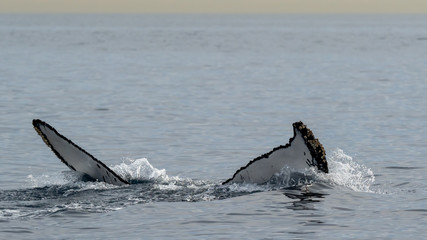 Naklejka premium A diving Humpback Whale and its fluke 
