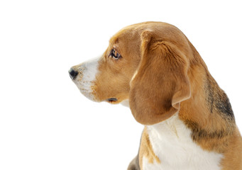 Dog portrait isolated on white background