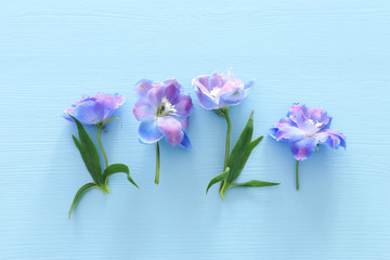 spring blue with purple flowers over blue wooden background. top view, flat lay