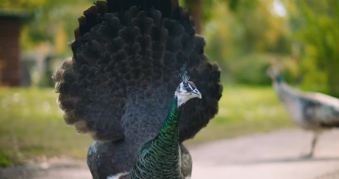Close up of adult peahen (female peacock), green bokeh background. BMPCC 4K