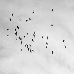 Wild and free