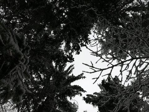 Pine Tree top Crown. Abstract natural evergreen needles on branches in forest with misty sky background