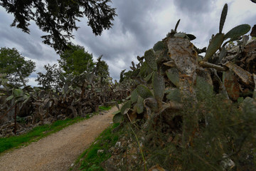 Grove of old dry cacti in northern Israel