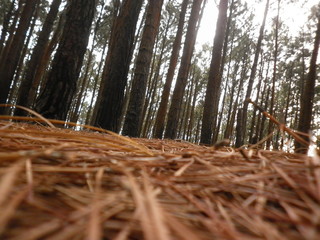 Bosques de Pinos