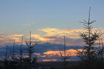 Summer sunset in the village. Ecotourism. Fir trees against the sunset sky