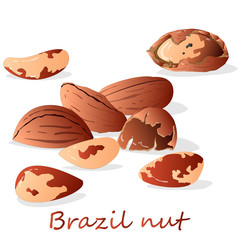 Bertholletia. Brazil nuts vector illustration on white close up..