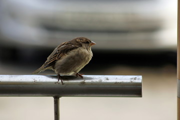 City sparrows are waiting for food
