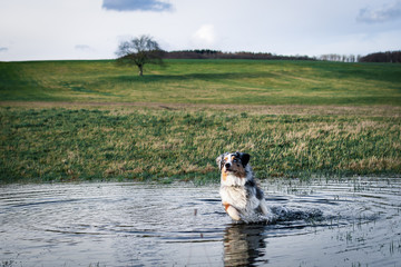 Obraz premium australian shepherd dog jumping in water infront of green gras five