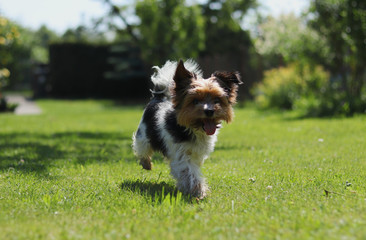 Tiny Biewer Yorkshire Terrier jogging around the garden and tries find his ball. Puppy in motion. Joy of movement. Outdoor freedom. Biewer with naughty face walks around owner. Sport activity