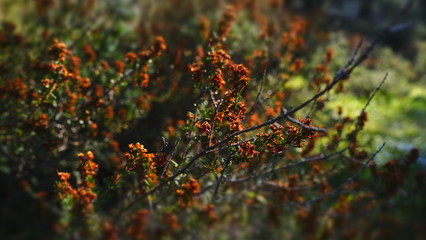 Wild flowers in field on sunset background. Sunny outdoor bright evening colouful autumn photo.