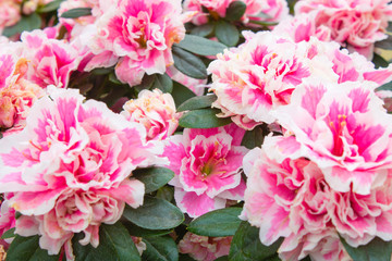 Obraz premium Photo of azalea plant with white pink colors. Close up.