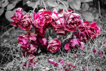 wilted red roses hanging on the ground - 327409633