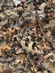 fallen autumn leaves in a pile on the ground