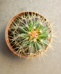 Close-up shoot of the cactus, whose Latin name is Echinocactus Grusonii.
