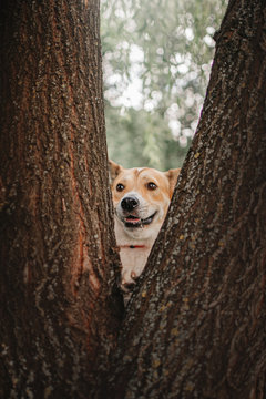 mixed breed dog hiding between the trees outdoors