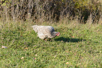 gray chicken grazes on a green lawn