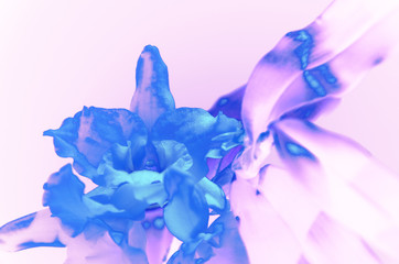 Vivid orchid flowers glow blue neon on pink background