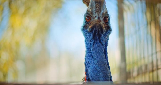 Close up of Southern Cassowary, the largest flightless bird. BMPCC 4K