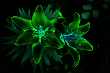 Fototapety  Lily flowers glow green neon on black background