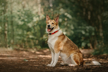 Naklejka na ściany i meble red and white mixed breed dog sitting outdoors in summer
