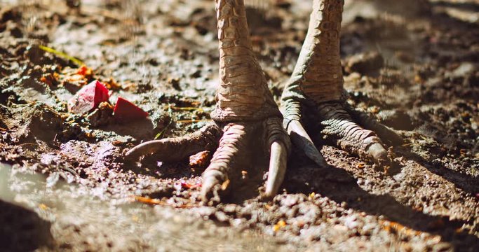 Close up of Southern Cassowary's three-toed feet. Shallow depth of field, BMPCC 4K
