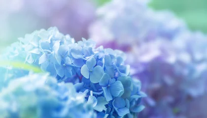 Rolgordijnen Blue hydrangea flowers close up © photolink