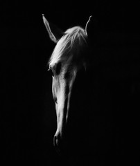 horse on black background © Janos