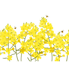 Seamless rape seed border, vector flower background. Rapeseed or canola texture for print, spring summer fashion, textile design, fabric, honey shop website, wallpaper