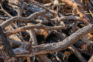 Fototapeta premium texture branches