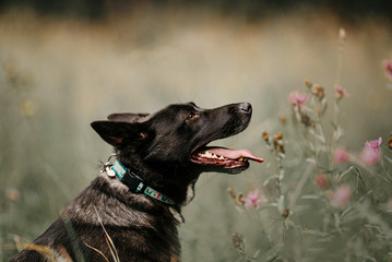 mixed breed dog in a collar, portrait outdoors