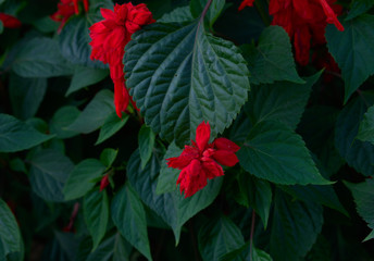 Natural Red Flowers and Amazing Green leaves Backround