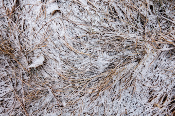 NEUSCHNEE AUF WEIDEGRAS . FRESH SNOW ON PASTURE