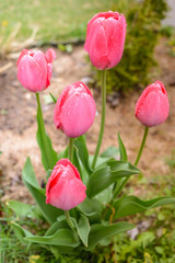 field flowers pink tulips. Spring background. Beautiful meadow/Beautiful nature scene with pink blooming tulips.