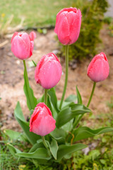 Fototapeta premium field flowers pink tulips. Spring background. Beautiful meadow/Beautiful nature scene with pink blooming tulips.