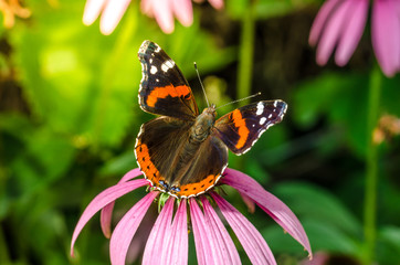 admiral butterfly sitting on a pink echinacea flower/butterfly sit on a beautiful pink flower