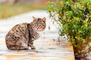 A brown tabby cat sits on a wooden porch, next to a Bush. Concept of homeless animals and shelter...