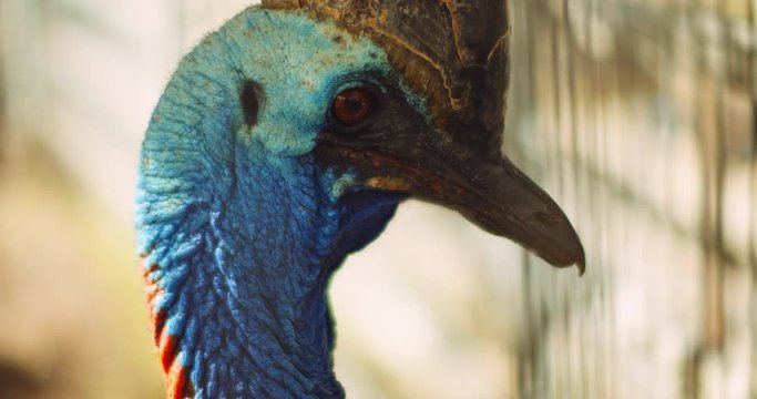 Close up of Southern Cassowary, the largest flightless bird. BMPCC 4K