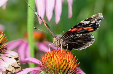 Butterfly. Admiral pollinates on echinacea/beautiful butterfly pollinates on a bright echinacea flower