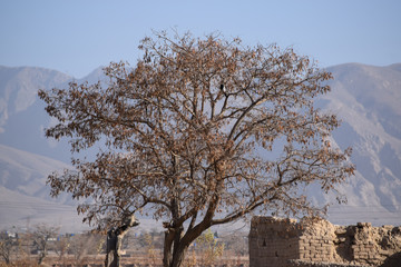 dry trees autumn season landscape mountain old house outdoor
