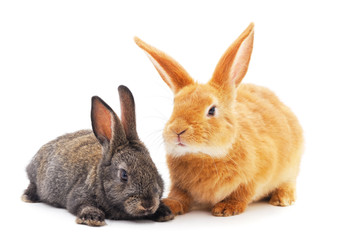 Obraz premium Two little rabbits.