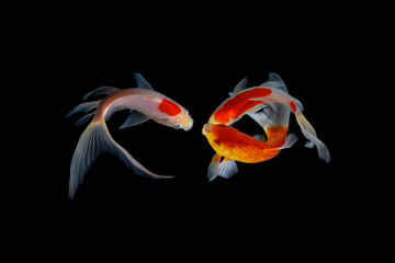 Koi fish is domesticated version of common carp. This fish is most famous by its beautiful colors...
