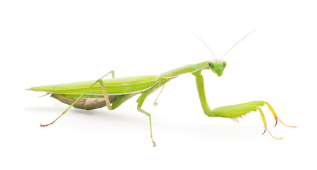 One green mantis.