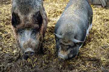 Wildschwein (Sus scrofa) und Hängebauchschwein (Sus scrofa f. domestica)