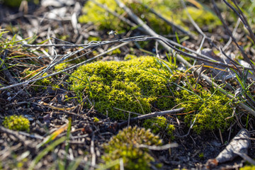 A detailed view of a moss bush in a park.